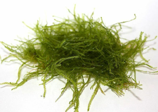 vesicularia ferriei weeping
